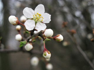 Spring blossom