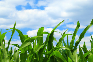 Cornfield with Clouds on Bright Summer Day