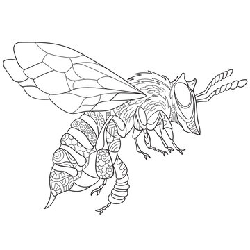 Zentangle stylized cartoon bee insect (bumblebee), isolated on white background. Sketch for adult antistress coloring page. Hand drawn doodle, zentangle, floral design elements for coloring book.