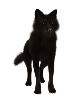 Black Wolf on White