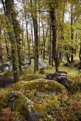 Bosque y musgo