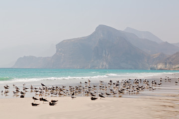 Fototapeta na wymiar in oman coastline seagull full