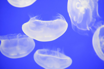 Jellyfish