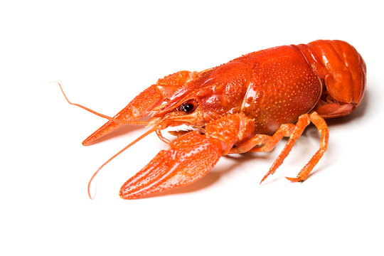 Hot boiled crayfish isolated on white background