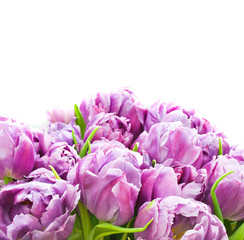 Fototapeta premium Tulips on white background