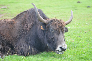 Buffalo lying in a meadow