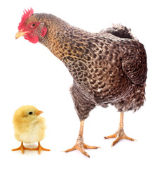 Chicken and chick