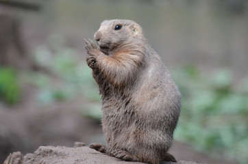 Cute face of alpine marmot on guard at the zoo