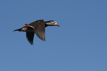 Mandarin Duck, Duck