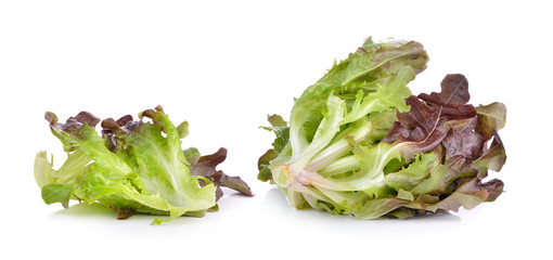  lettuce on white background