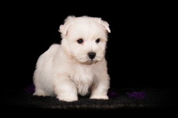 Chiot Westie en studio sur fond noir