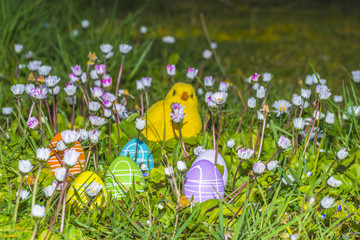Pâques/oeufs décorés avec poussin dans l'herbe © Photo Feats