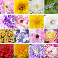 Colorful collage of flowers: 7 colors of summer