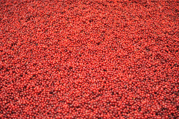 Ripe red wild cranberries, pure freshness