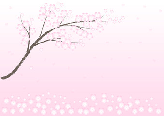 Obraz na płótnie Canvas Vector Cherry blossom in spring time; background and illustration