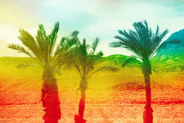 Fototapeta na wymiar Beautiful background with palms