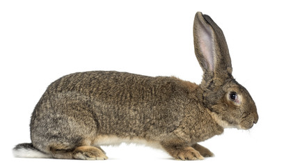 Obraz premium Flemish Giant rabbit in front of white background
