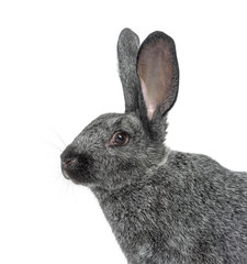 Argente rabbit isolated on white