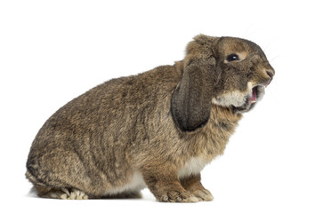 Obraz premium German Rabbit Ram isolated on white