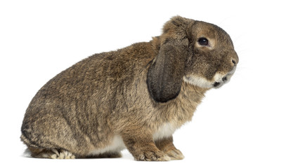 German Rabbit Ram isolated on white