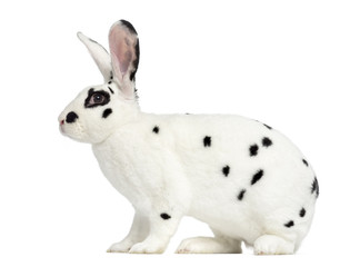 Fototapeta premium Rex Dalmatian Rabbit isolated on white