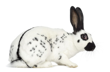 Obraz premium English Spot Rabbit isolated on white