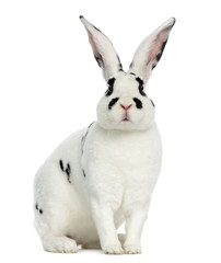 Fototapeta premium Rex Dalmatian Rabbit isolated on white