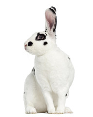 Fototapeta premium Rex Dalmatian Rabbit isolated on white