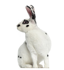 Obraz premium Rex Dalmatian Rabbit isolated on white