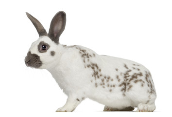 Obraz premium Black fire rabbit isolated on white