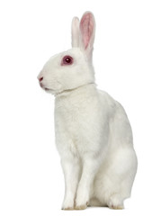 Obraz premium White albino hare isolated on white