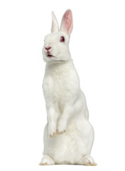 Naklejka premium White albino hare isolated on white