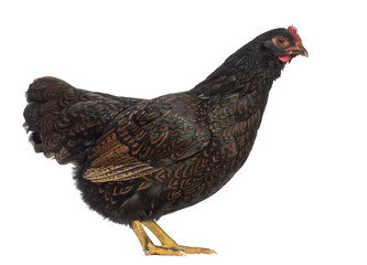 Barnevelder double-laced Hen isolated on white