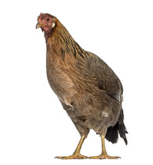 English Leghorn Hen isolated on white