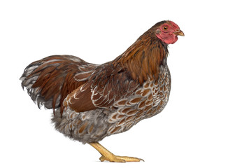 Golden Wyandotte isolated on white