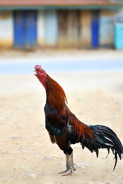 beautiful rooster trained for cockfights