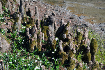 Bald cypress knees growing upstairs by the water and between them flowering spring snowflakes in early spring