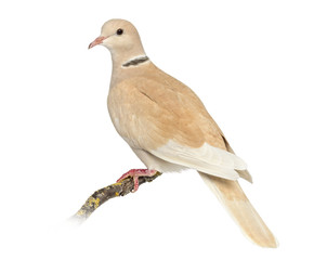 Fototapeta premium African Collared dove isolated on white