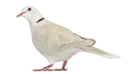 African Collared dove isolated on white