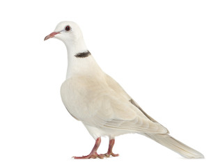 Fototapeta premium African Collared dove isolated on white