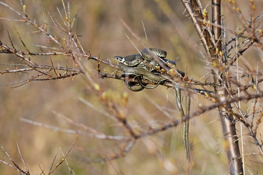 Ringelnattern bei der Paarung