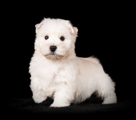 Chiot Westie en studio sur fond noir