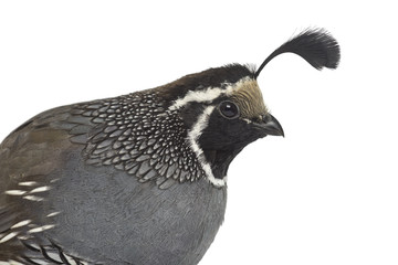 Galliforme isolated on white