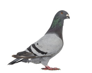 Racing Homer Pigeon isolated on white