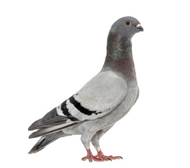 Homing pigeon isolated on white