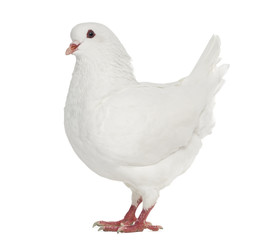 White King pigeon isolated on white
