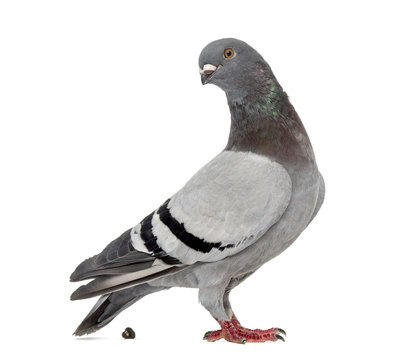 Homing pigeon pooping in front of a white background