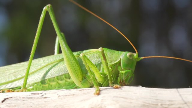 Heupferd im Sommer