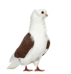 Old German Owl Pigeon isolated on white