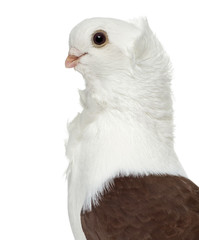 Old German Owl Pigeon isolated on white
